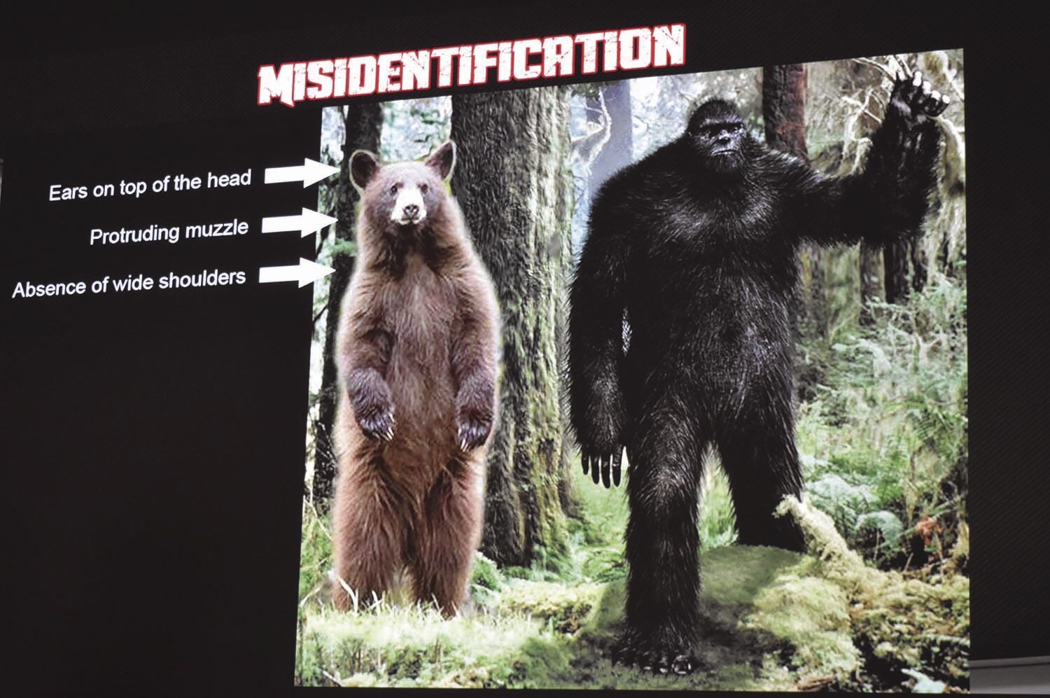 Of Bigfoot and bears: Best time to see elusive creatures